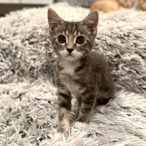 ZEUS - Domestic Short Hair available for adoption