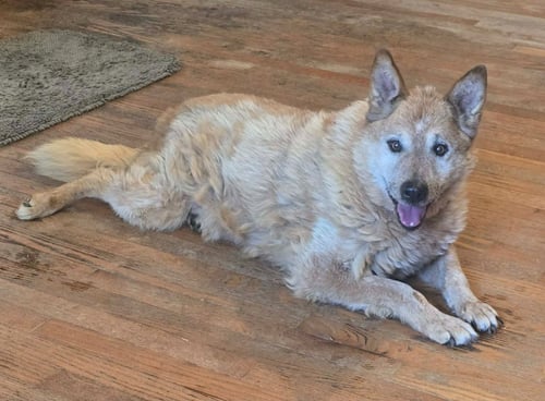 BUSTER - Australian Cattle Dog/Blue Heeler available for adoption