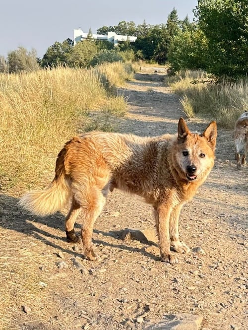 BUSTER - Australian Cattle Dog/Blue Heeler available for adoption