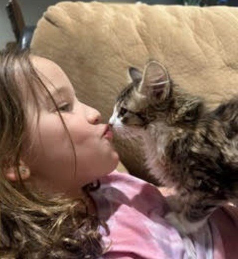 SQUISH - Domestic Short Hair available for adoption