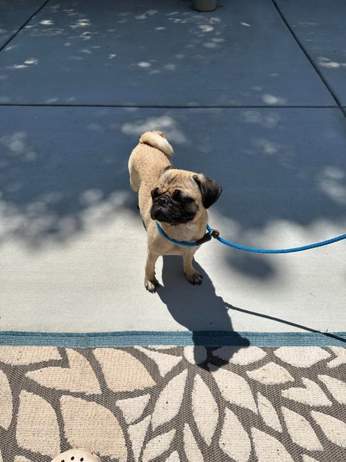 BIRDIE - Pug available for adoption