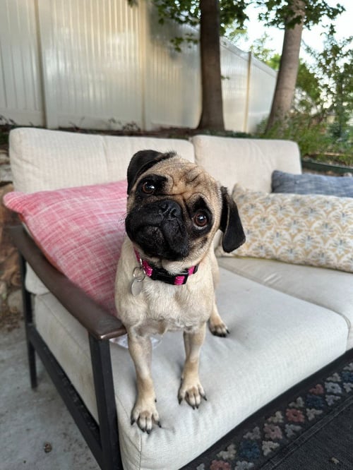 BIRDIE - Pug available for adoption