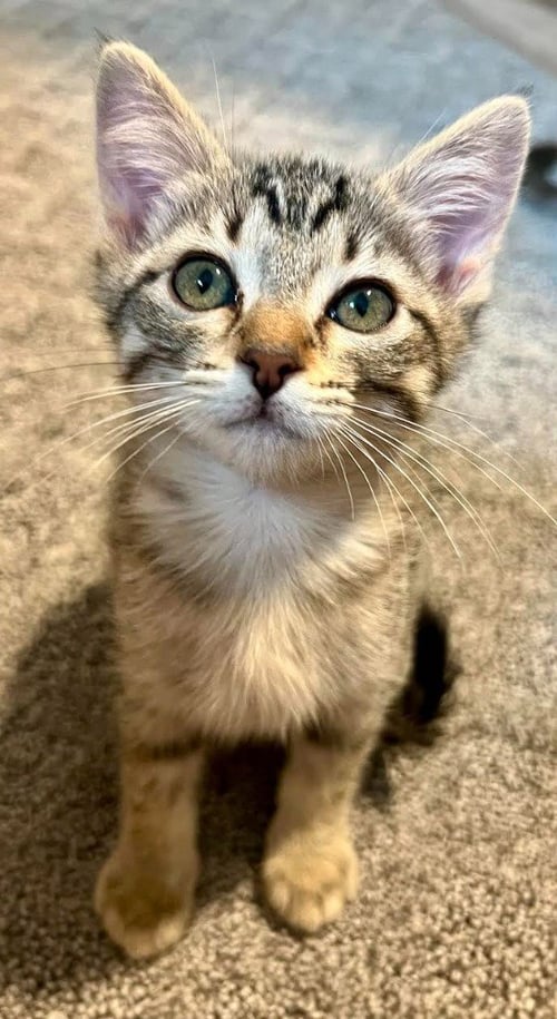 MERCEDES - Domestic Short Hair available for adoption