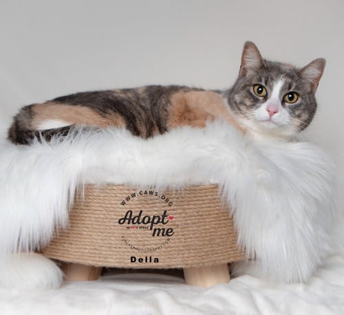 DELLA - Domestic Short Hair available for adoption