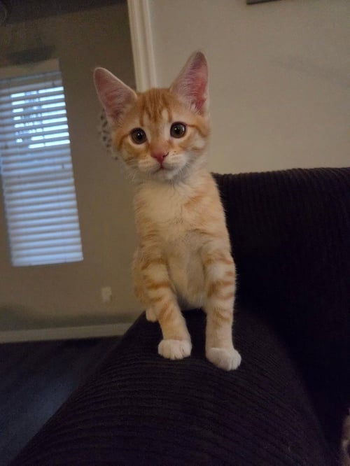 LLIA - Domestic Short Hair available for adoption