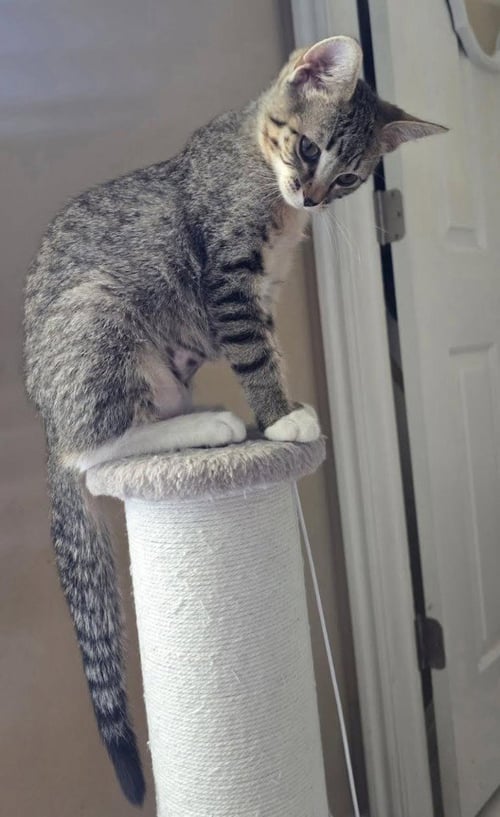 HAZEL - Domestic Short Hair available for adoption