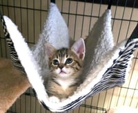 Hazel - Photo 4