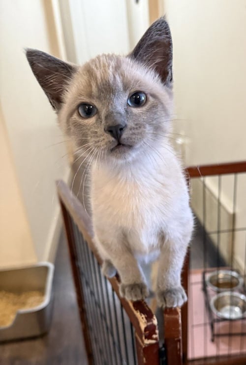 ARCHIBOLD - Domestic Short Hair available for adoption