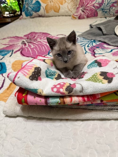 ARCHIBOLD - Domestic Short Hair available for adoption