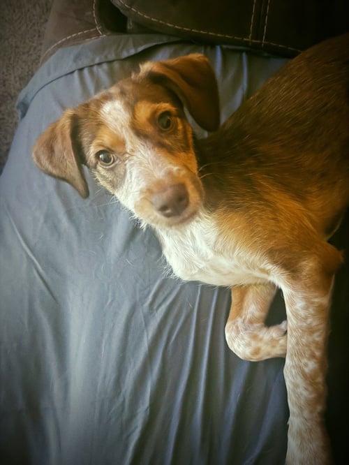 JOURNEY - Australian Cattle Dog/Blue Heeler for adoption in Salt Lake City