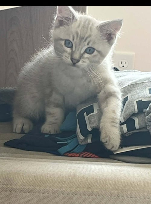 INKY - Domestic Short Hair available for adoption