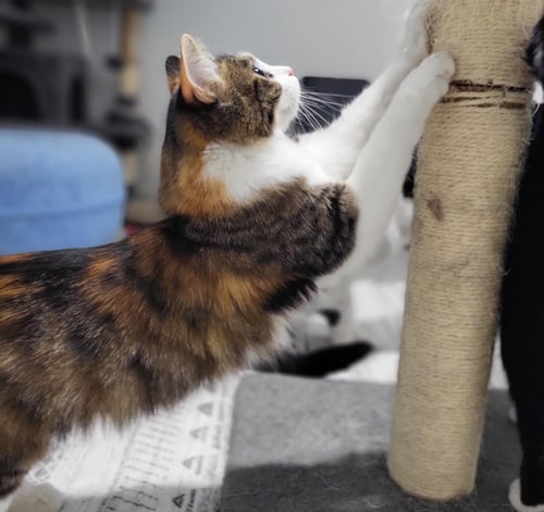 LUCILLE - Domestic Medium Hair available for adoption