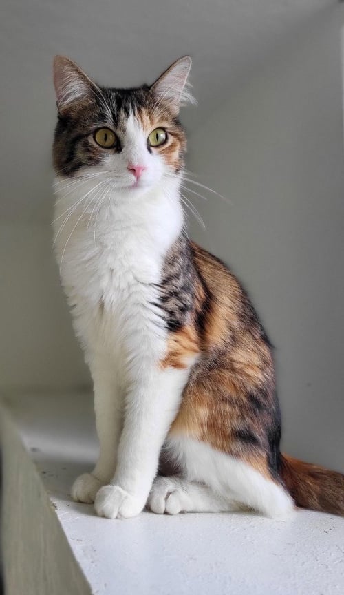 LUCILLE - Domestic Medium Hair available for adoption