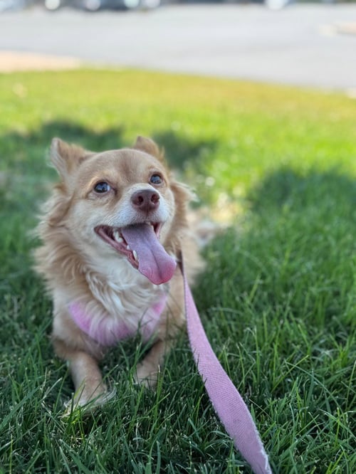 KEVIN BACON - Chihuahua available for adoption