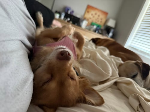 KEVIN BACON - Chihuahua available for adoption