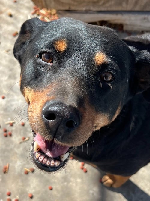 CHARLOTTE - Rottweiler available for adoption