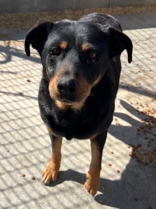 CHARLOTTE - Rottweiler available for adoption