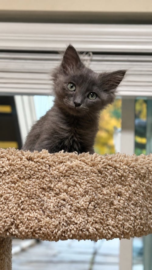 TURTLE - Domestic Medium Hair available for adoption