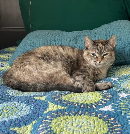 SADEE - Domestic Short Hair for adoption in Salt Lake City