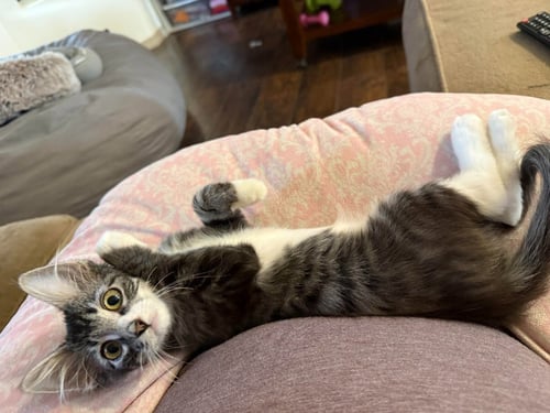 SNICKERS - Domestic Medium Hair available for adoption