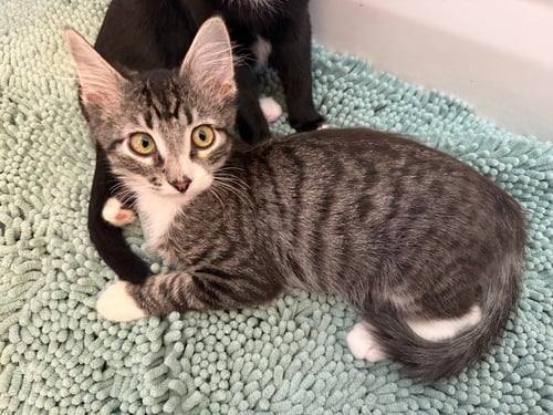SNICKERS - Domestic Medium Hair available for adoption