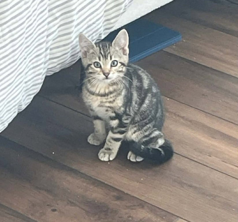 Oliver Image