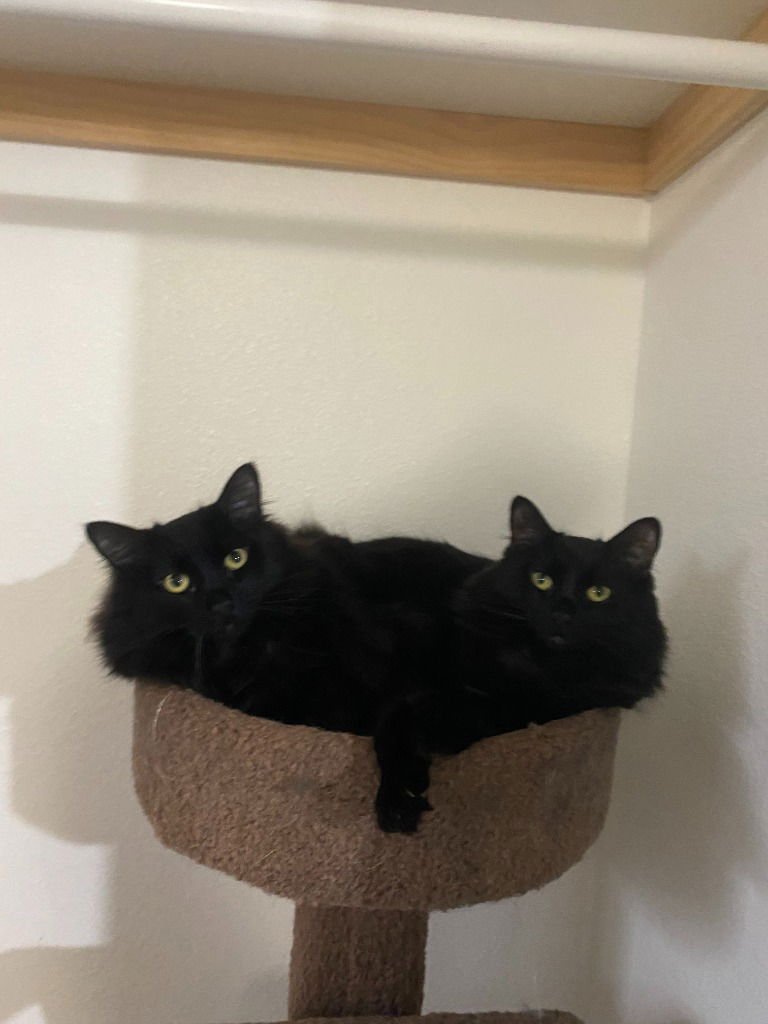 GOMEZ - Domestic Long Hair available for adoption