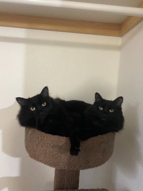 GOMEZ - Domestic Long Hair available for adoption