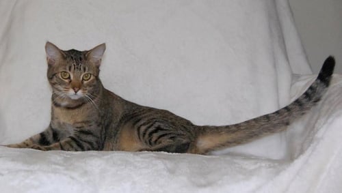 ARIES - Domestic Short Hair available for adoption