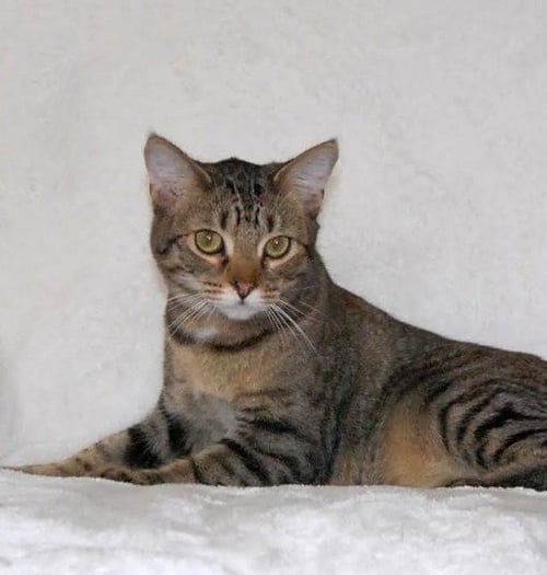 ARIES - Domestic Short Hair available for adoption