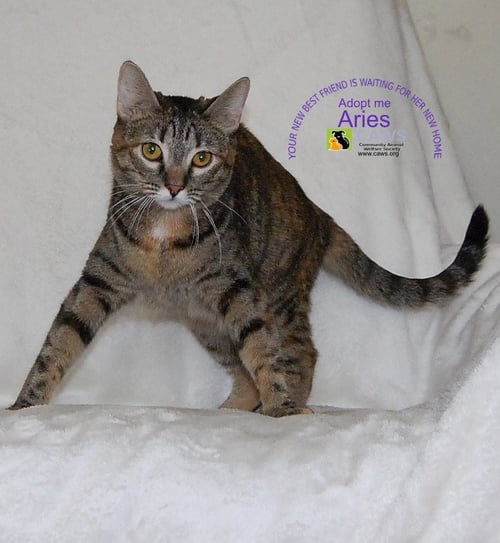 ARIES - Domestic Short Hair available for adoption