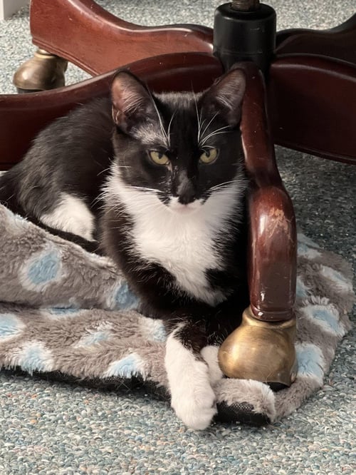 NYX - Domestic Short Hair available for adoption