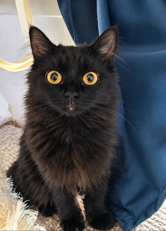 Owl Kitty Image