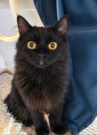 Owl Kitty - Photo 1