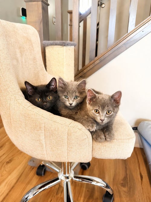 TOMBSTONE - Domestic Short Hair available for adoption