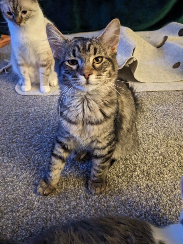 TRIXIE - Domestic Medium Hair available for adoption