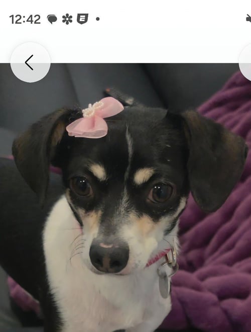SHAY - Chihuahua available for adoption