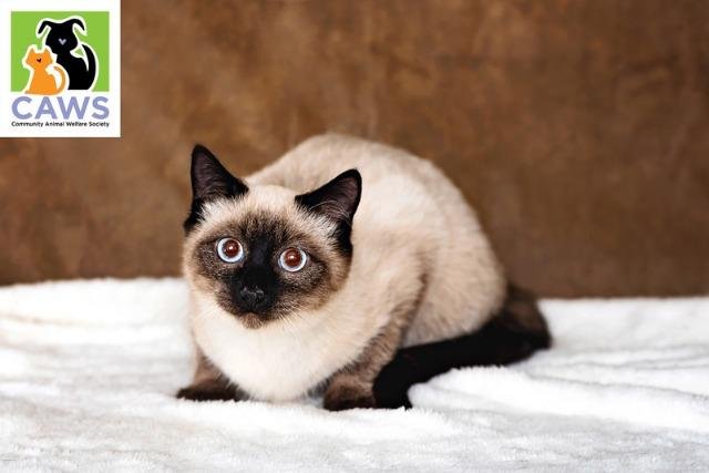 SKETCHY - Domestic Short Hair available for adoption