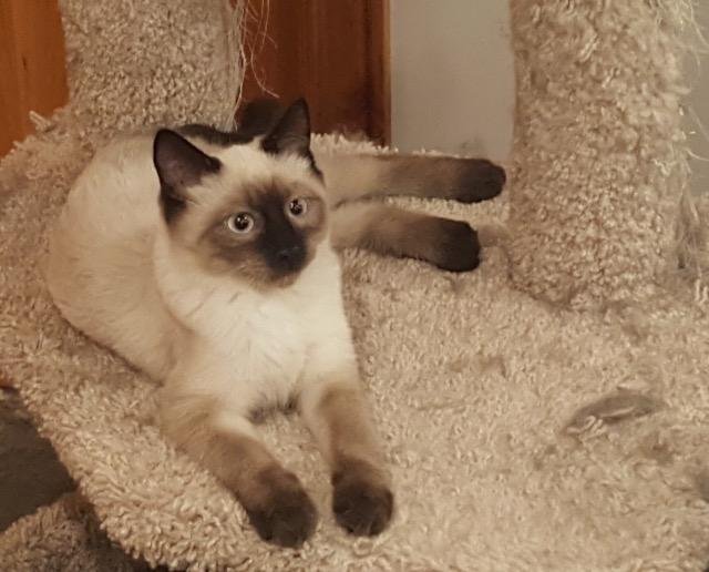 SKETCHY - Domestic Short Hair available for adoption