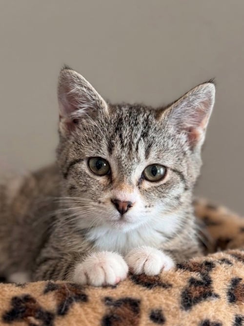 SHELLY - Domestic Short Hair available for adoption