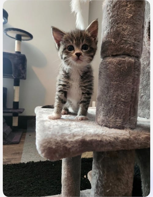 SHELLY - Domestic Short Hair available for adoption
