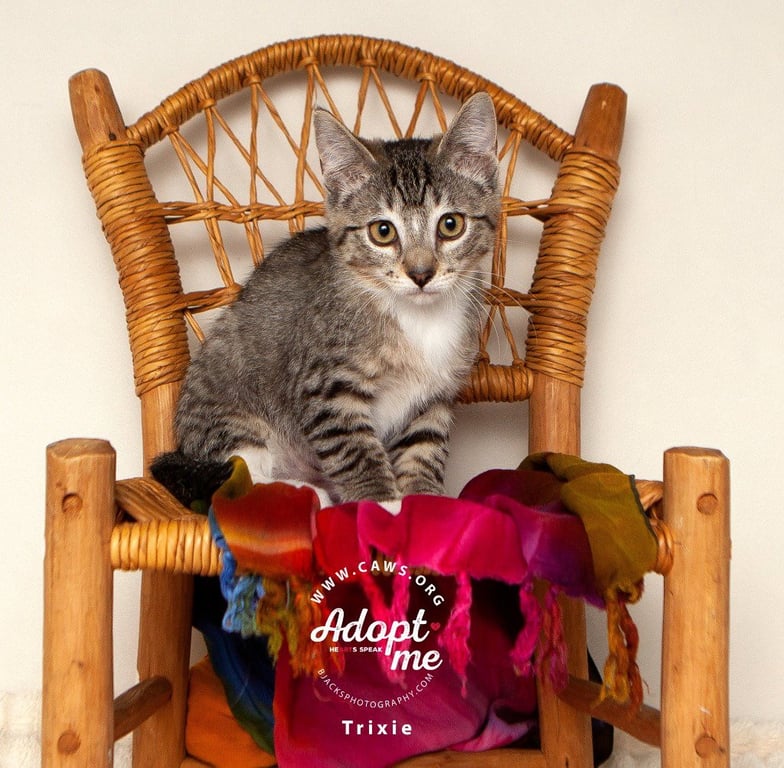 Trixie Image