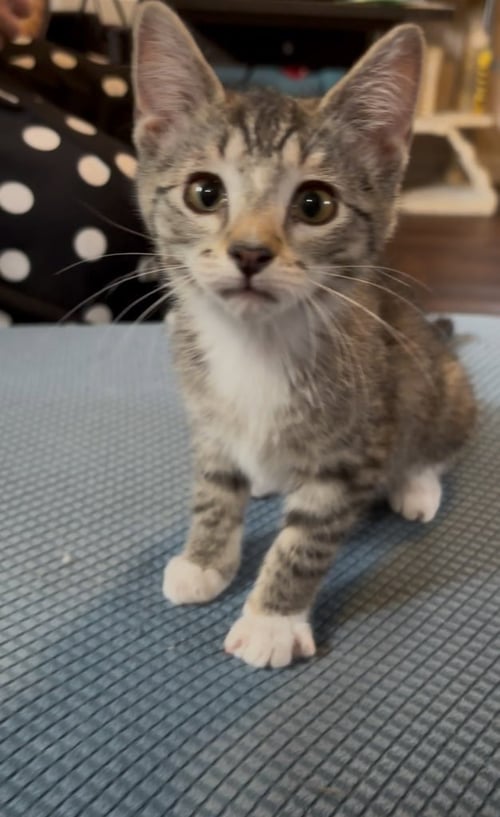 TRIXIE - Domestic Short Hair available for adoption