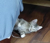 Trixie - Photo 3
