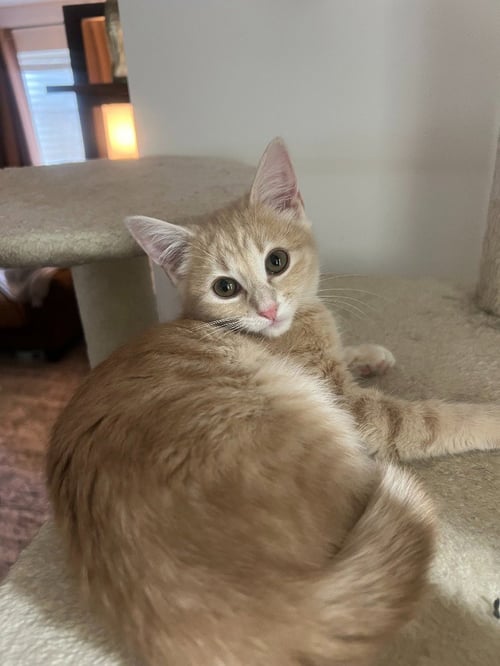 CLEMENTINE - Domestic Short Hair available for adoption