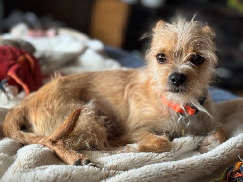 SHANDY - Yorkshire Terrier Yorkie for adoption in Salt Lake City