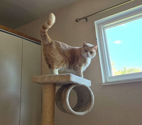 ROSIE - Domestic Short Hair available for adoption
