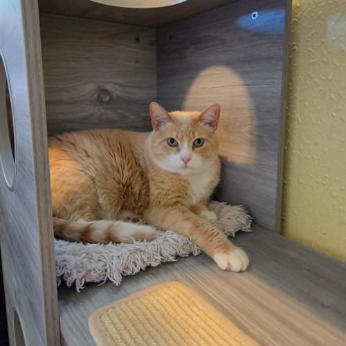 ROSIE - Domestic Short Hair available for adoption