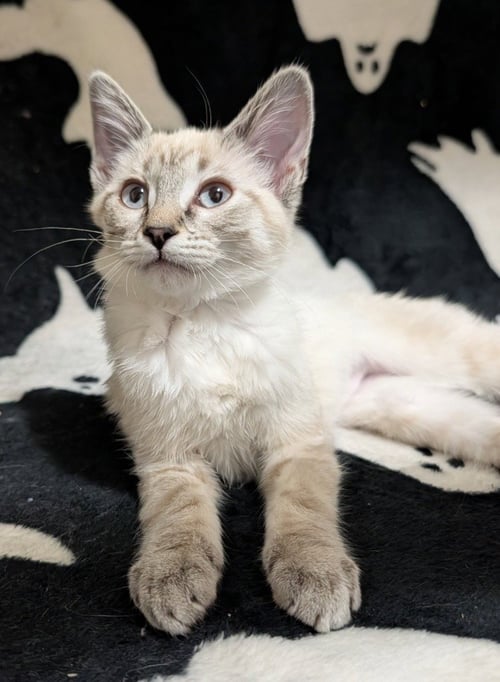 ANANSI - Domestic Short Hair available for adoption