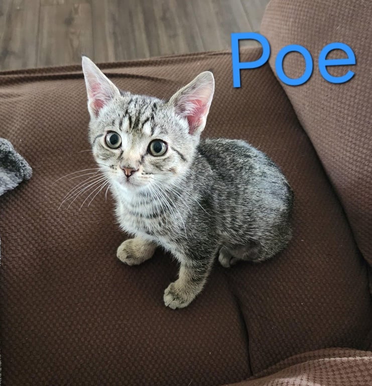 Poe Image